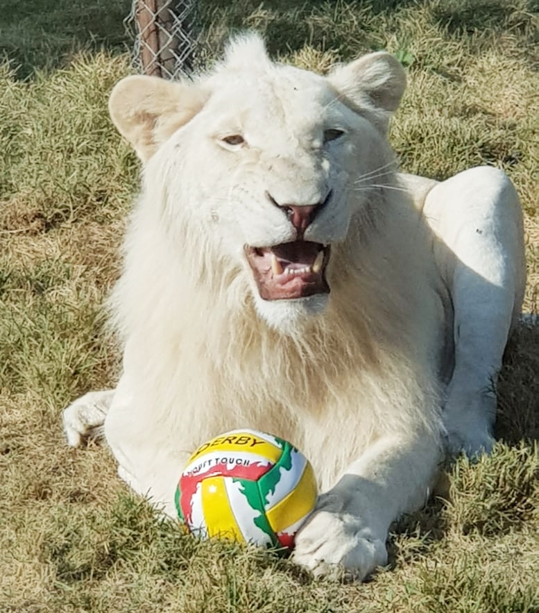 נגב ZOO ממחזר צעצועים וכדורי משחק ישנים לטובת בעלי החיים בגן